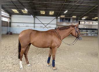 Czech Warmblood, Mare, 11 years, 16,1 hh, Chestnut-Red