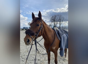 Czech Warmblood, Mare, 11 years, 16,1 hh, Chestnut-Red