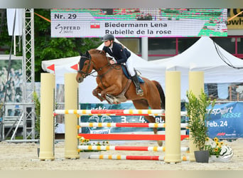 Czech Warmblood, Mare, 11 years, 16,1 hh, Chestnut-Red