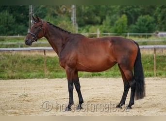 Czech Warmblood, Mare, 11 years, 16,2 hh, Brown