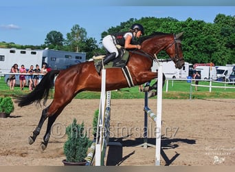 Tschechisches Warmblut, Stute, 11 Jahre, 16,2 hh, Brauner