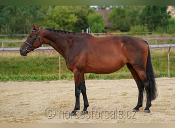 Tschechisches Warmblut, Stute, 11 Jahre, 16,2 hh, Brauner