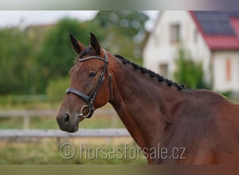 Czech Warmblood, Mare, 11 years, 16,2 hh, Brown