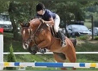 Czech Warmblood, Mare, 11 years, 16 hh, Bay
