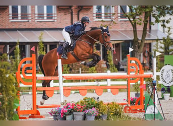 Czech Warmblood, Mare, 11 years, 16 hh, Bay