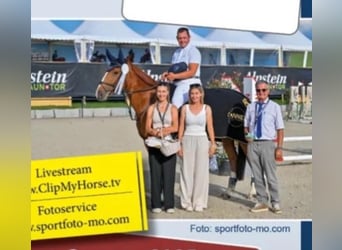 Czech Warmblood, Mare, 12 years, 16.1 hh, Chestnut-Red Czech Warmblood, Mare, 12 years, 16.1 hh, Chestnut-Red