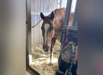 Czech Warmblood, Mare, 12 years, 16.1 hh, Chestnut-Red Czech Warmblood, Mare, 12 years, 16.1 hh, Chestnut-Red
