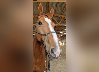 Czech Warmblood, Mare, 12 years, 16.1 hh, Chestnut-Red Czech Warmblood, Mare, 12 years, 16.1 hh, Chestnut-Red