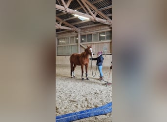 Czech Warmblood, Mare, 12 years, 16.1 hh, Chestnut-Red Czech Warmblood, Mare, 12 years, 16.1 hh, Chestnut-Red