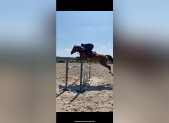 Czech Warmblood, Mare, 12 years, 16.1 hh, Chestnut-Red Czech Warmblood, Mare, 12 years, 16.1 hh, Chestnut-Red