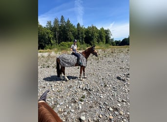 Czech Warmblood, Mare, 12 years, 16.1 hh, Chestnut-Red Czech Warmblood, Mare, 12 years, 16.1 hh, Chestnut-Red