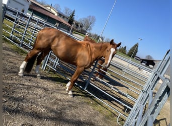 Czech Warmblood, Mare, 12 years, 16.1 hh, Chestnut-Red Czech Warmblood, Mare, 12 years, 16.1 hh, Chestnut-Red