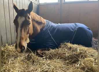 Czech Warmblood, Mare, 12 years, 16.1 hh, Chestnut-Red Czech Warmblood, Mare, 12 years, 16.1 hh, Chestnut-Red