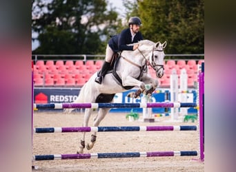 Tschechisches Warmblut, Stute, 12 Jahre, 16,1 hh, Schimmel