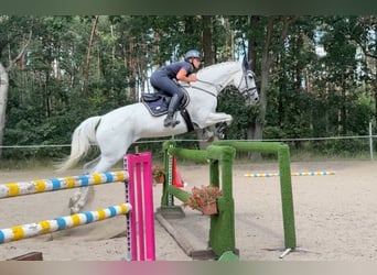 Tschechisches Warmblut, Stute, 12 Jahre, 16,1 hh, Schimmel