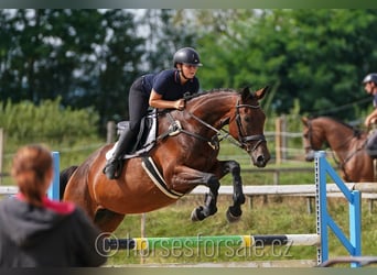 Czech Warmblood, Mare, 12 years, 16,2 hh, Brown