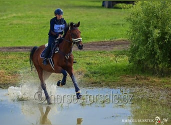 Czech Warmblood, Mare, 12 years, 16,2 hh, Brown