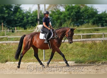 Czech Warmblood, Mare, 12 years, 16,2 hh, Brown