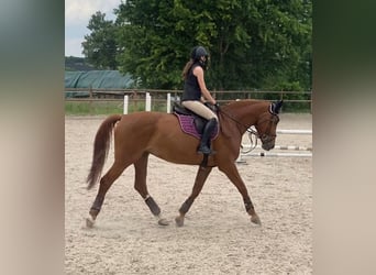 Czech Warmblood, Mare, 12 years, 16,3 hh, Chestnut-Red