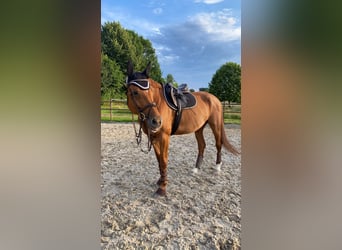 Czech Warmblood, Mare, 12 years, 16,3 hh, Chestnut-Red