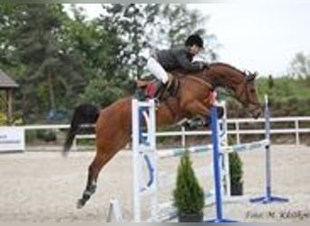 Czech Warmblood, Mare, 12 years, 16 hh, Bay