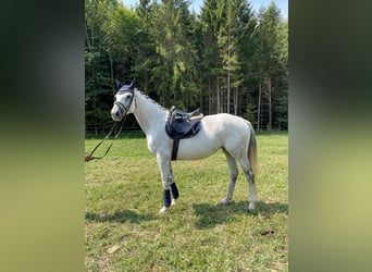 Czech Warmblood, Mare, 12 years, 17 hh, Gray