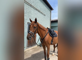 Czech Warmblood, Mare, 13 years, 16.1 hh, Chestnut-Red Czech Warmblood, Mare, 13 years, 16.1 hh, Chestnut-Red