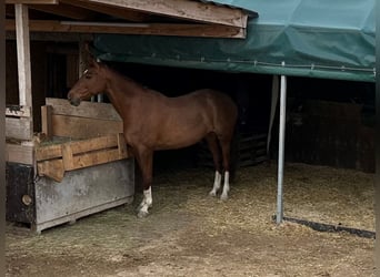 Czech Warmblood, Mare, 13 years, 16.1 hh, Chestnut-Red