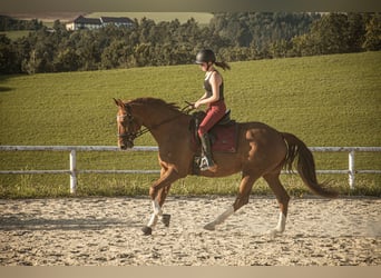 Czech Warmblood, Mare, 13 years, 16.1 hh, Chestnut-Red