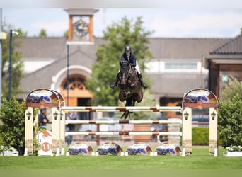 Czech Warmblood, Mare, 13 years, 16,3 hh, Bay-Dark