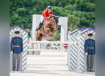 Czech Warmblood, Mare, 13 years, 16.3 hh, Chestnut-Red