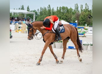 Czech Warmblood, Mare, 13 years, 16.3 hh, Chestnut-Red