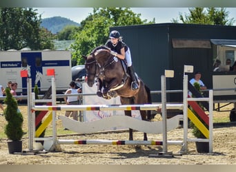 Czech Warmblood, Mare, 13 years, 16,1 hh, Smoky-Black