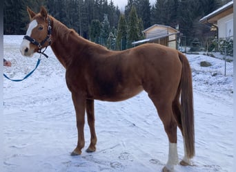 Czech Warmblood, Mare, 14 years, 15.1 hh, Chestnut-Red