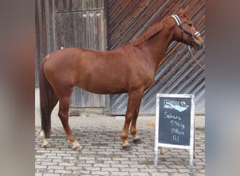 Czech Warmblood, Mare, 14 years, 15,2 hh, Chestnut-Red