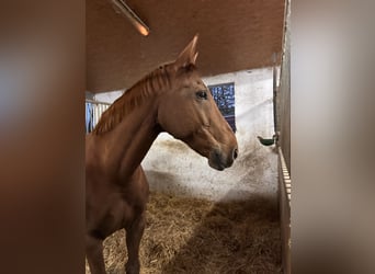 Czech Warmblood, Mare, 14 years, 16,1 hh, Chestnut-Red