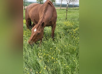 Czech Warmblood, Mare, 14 years, 16,1 hh, Chestnut-Red