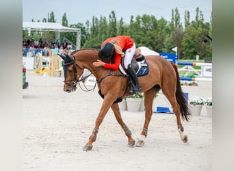 Czech Warmblood, Mare, 14 years, 16,3 hh, Chestnut-Red