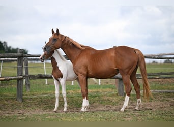 Czech Warmblood, Mare, 15 years, 16,2 hh, Chestnut