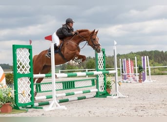 Czech Warmblood, Mare, 15 years, 16,2 hh, Chestnut