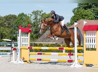 Czech Warmblood, Mare, 15 years, 16,2 hh, Chestnut