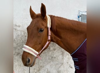 Czech Warmblood, Mare, 16 years, 16,3 hh, Chestnut-Red