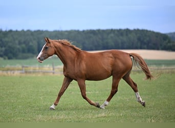 Czech Warmblood, Mare, 16 years, 16,2 hh, Chestnut