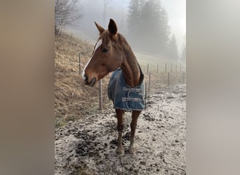 Czech Warmblood, Mare, 17 years, 16,2 hh, Chestnut-Red