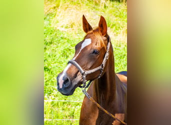 Czech Warmblood, Mare, 17 years, 16,2 hh, Chestnut-Red