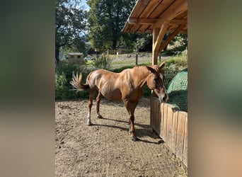 Czech Warmblood, Mare, 17 years, 16,2 hh, Chestnut-Red