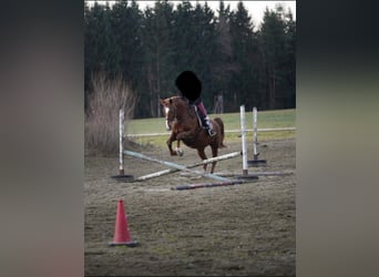 Czech Warmblood, Mare, 17 years, 16,2 hh, Chestnut-Red