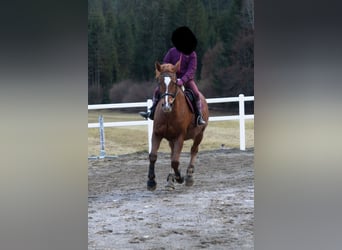 Czech Warmblood, Mare, 17 years, 16,3 hh, Chestnut-Red