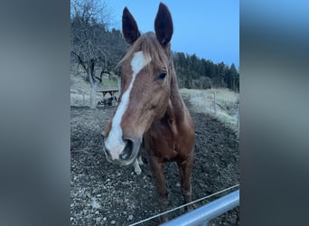 Czech Warmblood, Mare, 17 years, 16,3 hh, Chestnut-Red