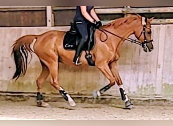 Czech Warmblood, Mare, 18 years, 15.2 hh, Chestnut-Red